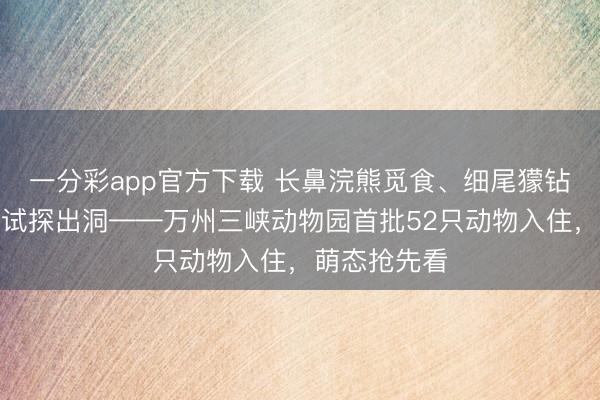 一分彩app官方下載 長鼻浣熊覓食、細(xì)尾獴鉆洞、土撥鼠試探出洞——萬州三峽動(dòng)物園首批52只動(dòng)物入住，萌態(tài)搶先看